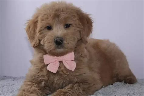 Goldendoodle Puppies For Sale In Utah