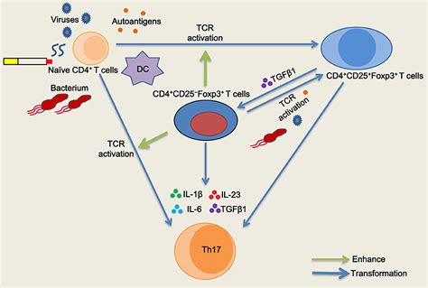 Frontiers Generation And Immune Regulation Of Cd Cd Foxp T Cells