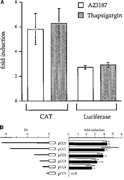 Activation Of The Calreticulin Promoter By A23187 And Thapsigargin Download Scientific Diagram