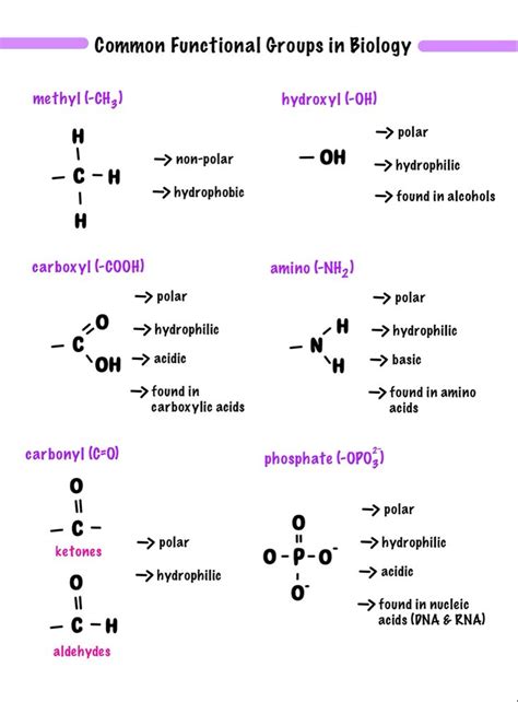 Common Functional Groups In Biology In Ap Chemistry Study