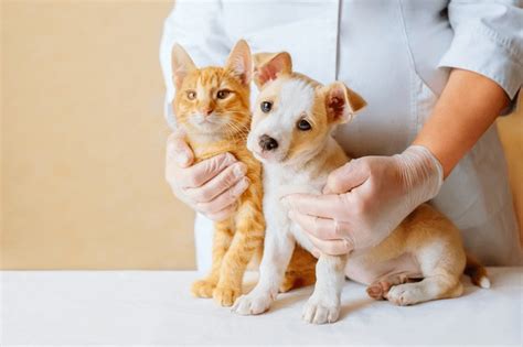 27,266 Cat Dog Doctor Royalty-Free Photos and Stock Images | Shutterstock