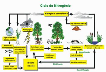 Ciclo Do Nitrog Nio Revise Biologia E Arrase No Enem