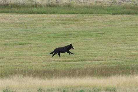 Wildlife Officers Confirm Colorados First Wolf Attack Since Predators