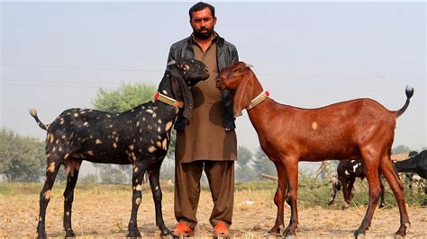 Beautiful Nagri And Amritsari Beetal Goats Sahiwal Youtube