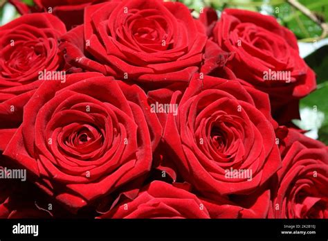 Ramo De Rosas Rojas Maravillosas Fotografía De Stock Alamy