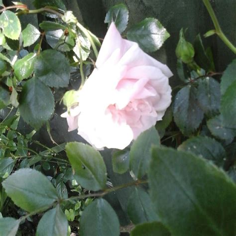 Rosa New Dawn Syn Rosa The New Dawn Rose New Dawn Climbing
