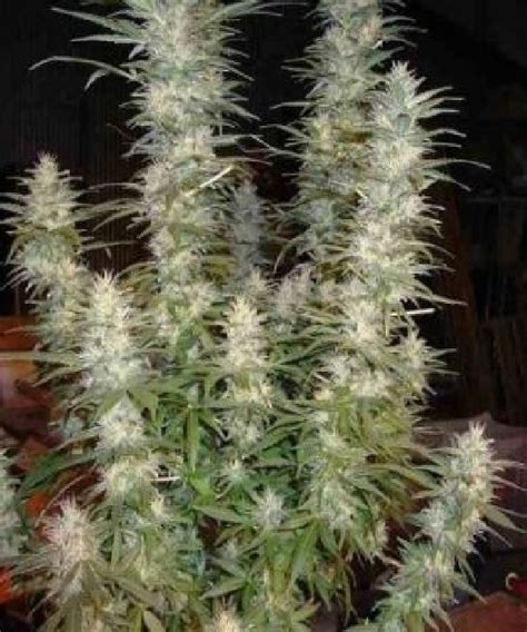 White Widow Cannabis Seeds By Phoenix Seeds Buy White Widow Cannabis Seeds Discreet Seeds