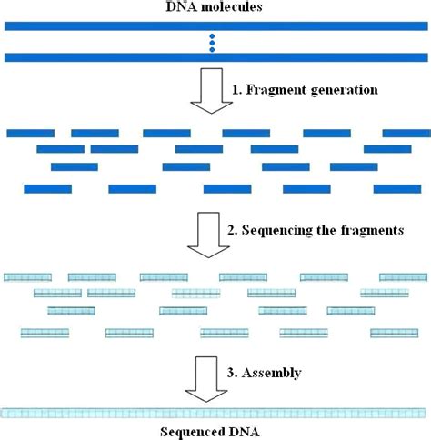 A Simple Illustration Of The Shotgun Sequencing Steps Download