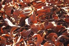 Dry Fallen Pecan Nut Tree Leaves Free Stock Photo - Public Domain Pictures