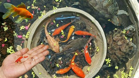 Serok Ikan Hias Warna Warni Ikan Sapu Sapu Ikan Koki Ikan Channa