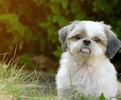 10 Best Dog Food For Shih Tzu Keep Your Small Dog Healthy