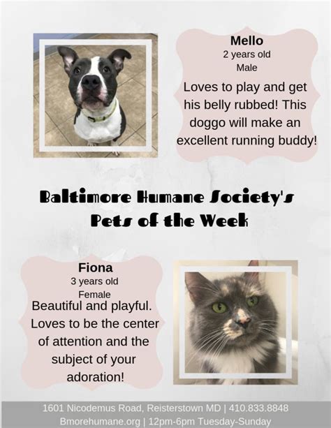 Pets Of The Week Owings Mills Md Patch