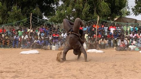 Er Combat De Ibou Ndiaye Bat Fara Joal Gueniane Janvier