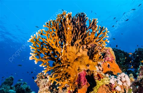 Fundo Recifes De Corais E Plantas Aquáticas No Mar Vermelho Foto E