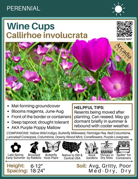 Callirhoe involucrata, Wine Cups – Arcadia Natives