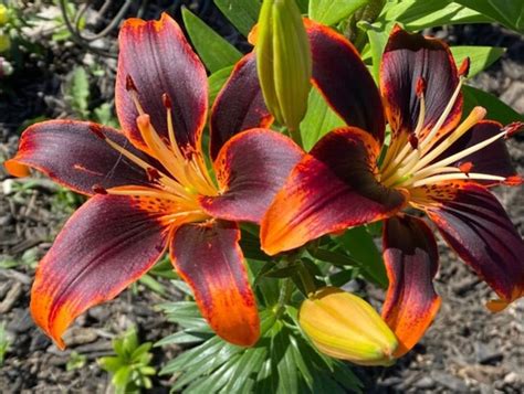 How To Grow And Care For Asiatic Lily Artofit