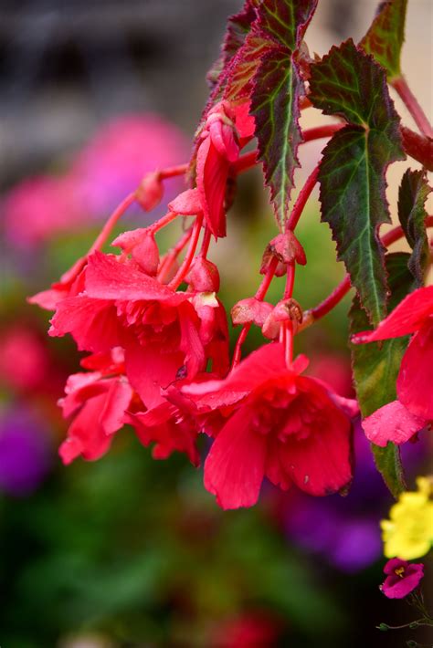 Comment maintenir la floraison des bégonias maximiser les fleurs tout