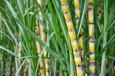 Entenda como alcançar um cultivo mais eficinete de cana