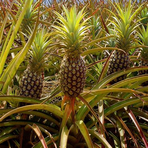 Pineapple Plant online in Chennai - Prabhanjan Horticulture