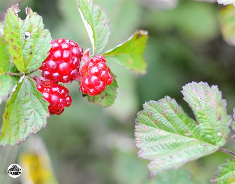 How To Prune Raspberries And Blackberries