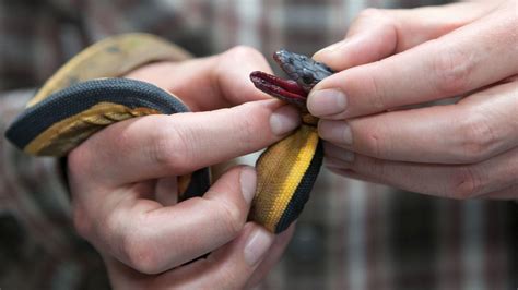 Rare, venomous sea snake found slithering on Southern California shores ...