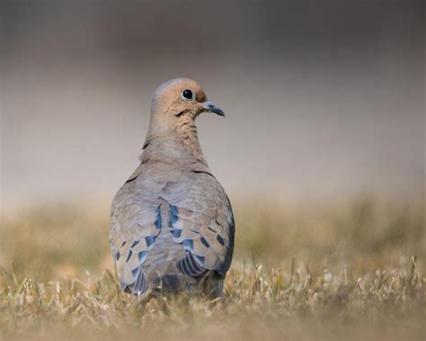 Un Pájaro Con Un Ojo Azul Y Un Pico Negro Se Para En Un Campo Foto