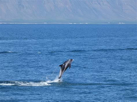 Reykjavik Whale Watching Guide To Iceland