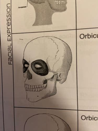 Muscle Origins And Insertions Flashcards Quizlet