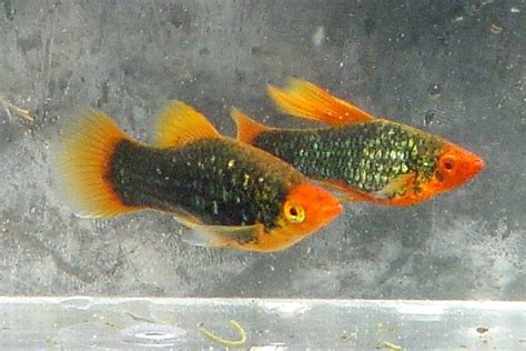 Archived Auction Fwlivebearers Fred And Barny Hi Fin