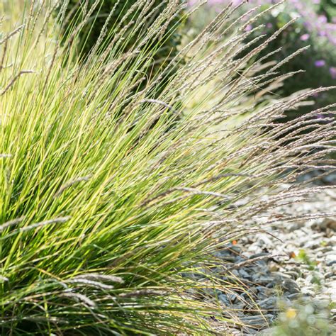 Szkółka Bylin Dobrepole Sesleria autumnalis sesleria jesienna