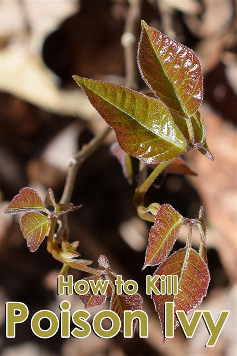 How To Kill Poison Ivy