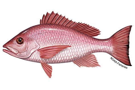 Red Snapper Noaa Fisheries