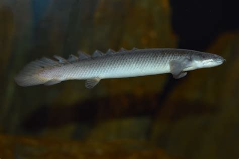 Zootografiando Mi ColecciÓn De Fotos De Animales Bichir De Senegal