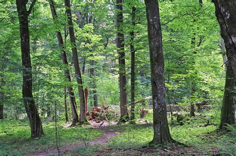 Białowieski Park Narodowy Białowieża Puszcza Białowieska Podlasie