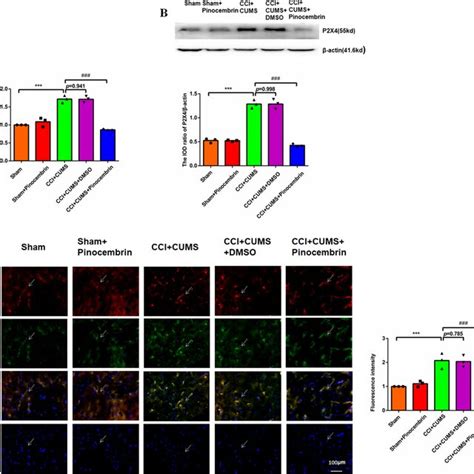 Pinocembrin Reduced The Expression Of The P X Receptor In Cci Cums