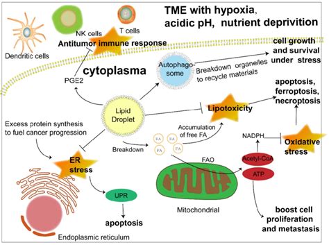 The Significant Role Of Lds In Cancer Progression Under Stress Lipid