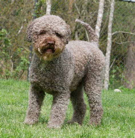 Grooming Lagotto Romagnolo