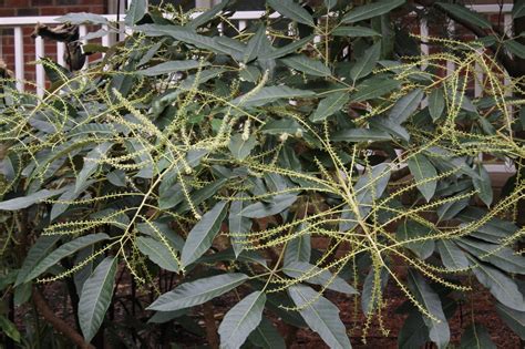 Schefflera Delavayi Juniper Level Botanic Garden