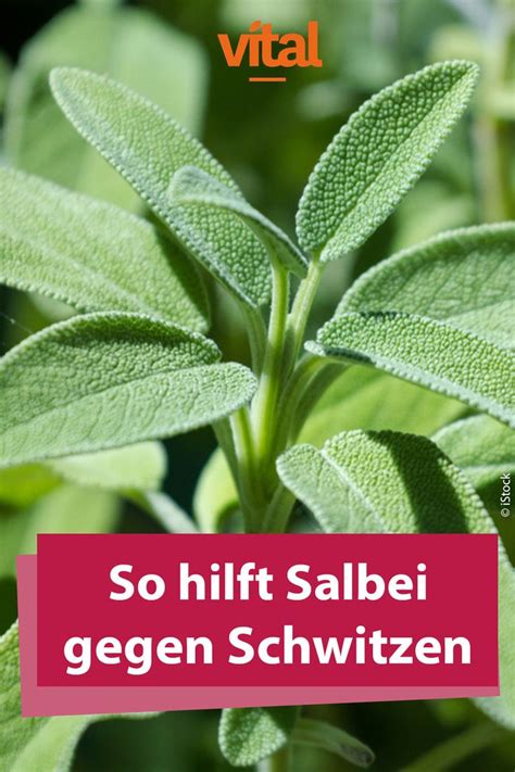 So Hilft Salbei Gegen Schwitzen Heilpflanzen Salbei Pflanzenkunde