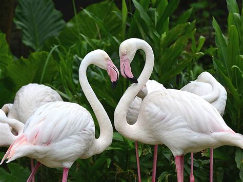 White Flamingo Bird