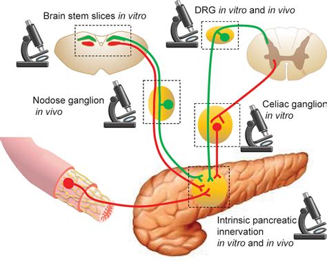 Frontiers Optical Imaging Of Pancreatic Innervation