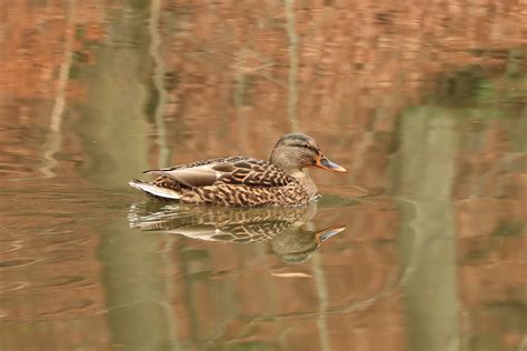 Canard Oiseau Nature Photo Gratuite Sur Pixabay Pixabay