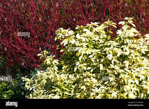 Green Choisya Ternata Sundance And Red Cornus Alba Sibirica Siberian