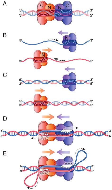 Essential features of the DNA shearing model of origin unwinding. (A ...