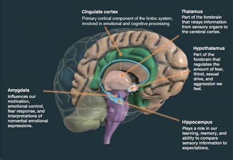 Limbic System And Emotion