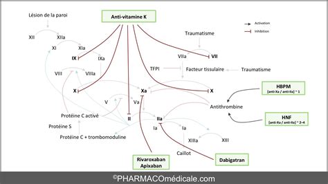 Vitamine K Et Coagulation Sanguine Nighdo41woddo