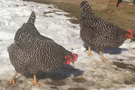 Top Chicken Breeds That Lay White Eggs With Pictures