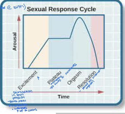 Sexuality Flashcards Quizlet