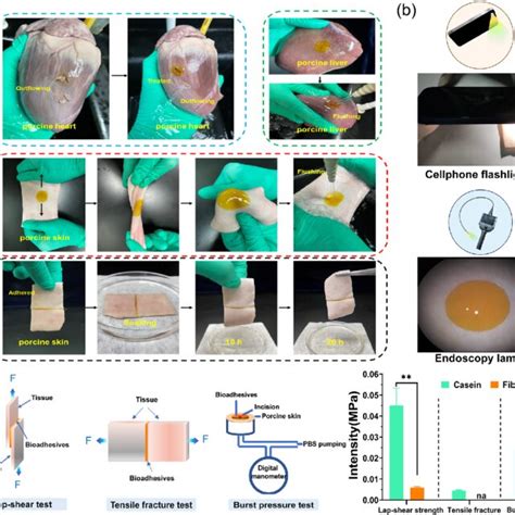 A Quick Adhesion Of Casein Hydrogel Bioadhesives Gelling In Situ In