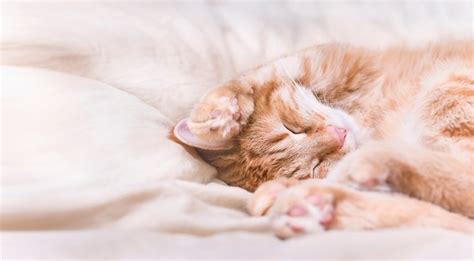 Lindo Gato Jengibre Durmiendo En La Cama Foto Premium